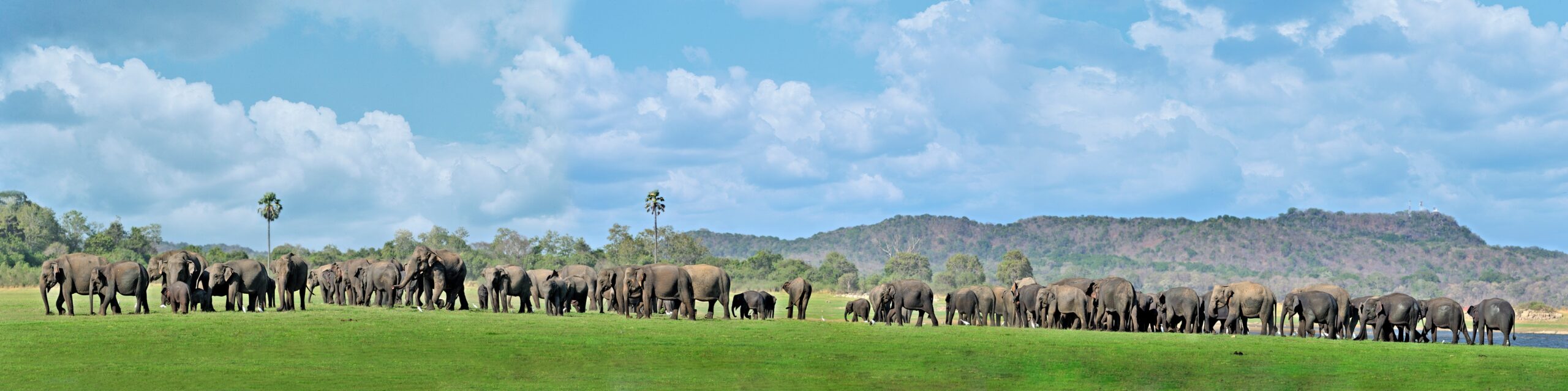 Elephants
